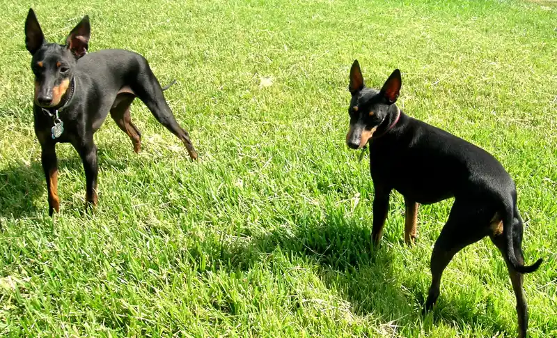 Toy Manchester Terrier - Toy breed known for being Affectionate and Alert