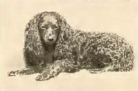 Toy Trawler Spaniel - Dog breed similar to Tibetan Spaniel