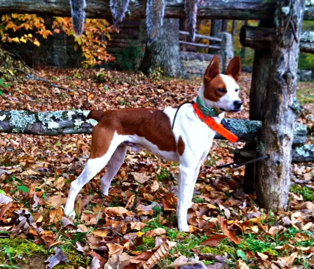 Treeing Feist, a 88% match to American Leopard Hound