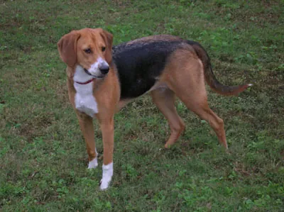 Trigg Hound thumbnail 2