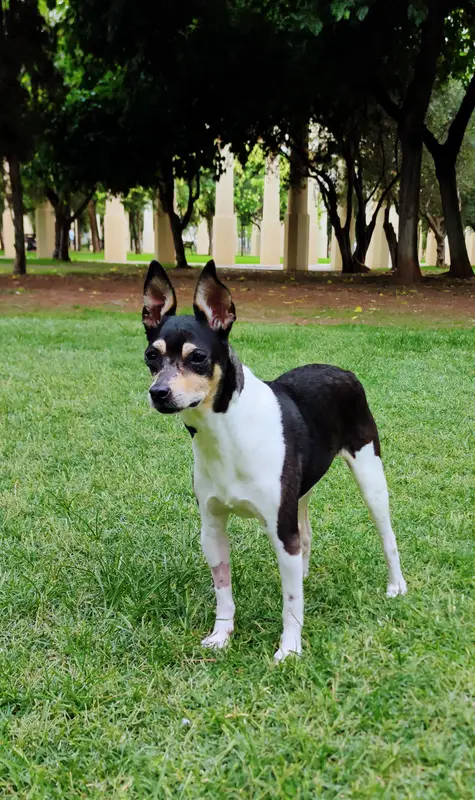 Valencian Terrier side profile view