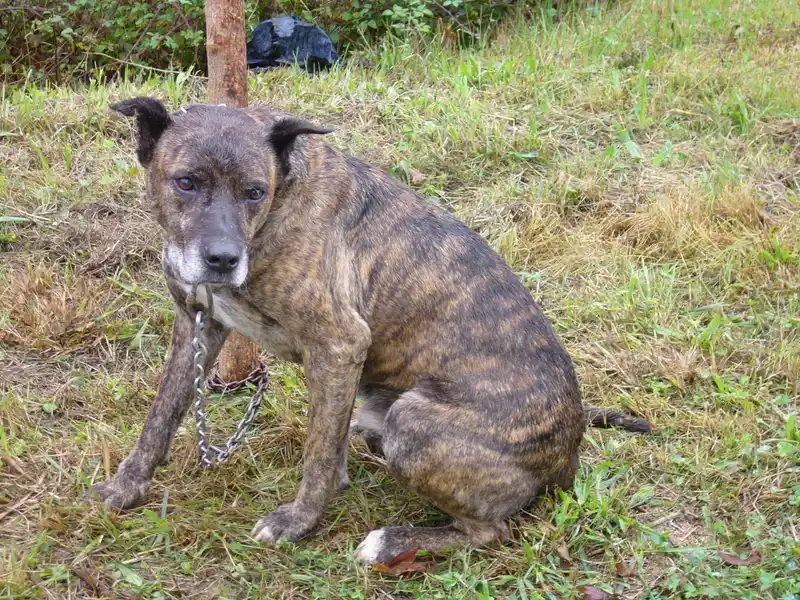 Villano de Las Encartaciones - Working breed known for being Agile and Energetic