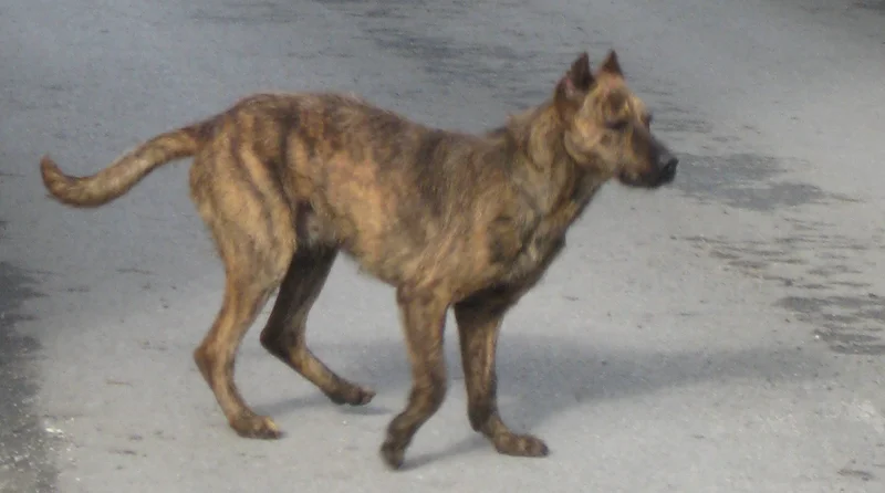 Villano de Las Encartaciones - The Villano de Las Encartaciones is a rare Spanish working dog known for its agility and loyalty. With a rich history in herding and hunting, this breed thrives on activity and companionship.