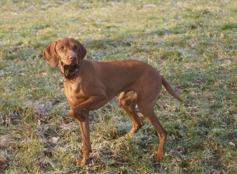 Vizsla photo thumbnail 2