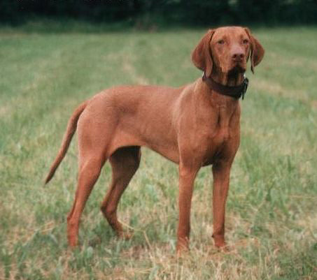 Vizsla photo thumbnail 3