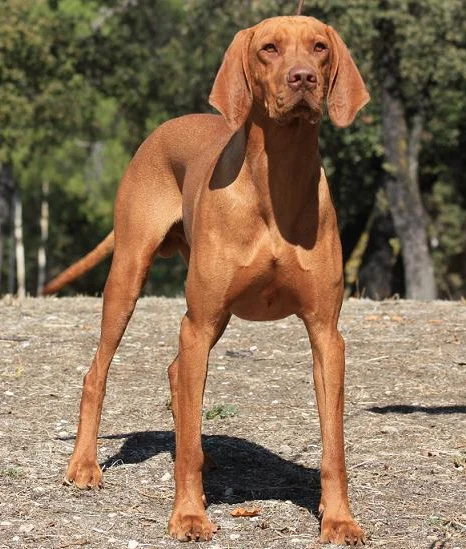 Vizsla photo thumbnail 4