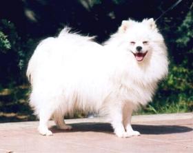 Volpino Italiano - Dog breed similar to Tenterfield Terrier