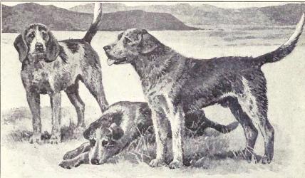 Welsh Hound - Dog breed similar to Dalbo