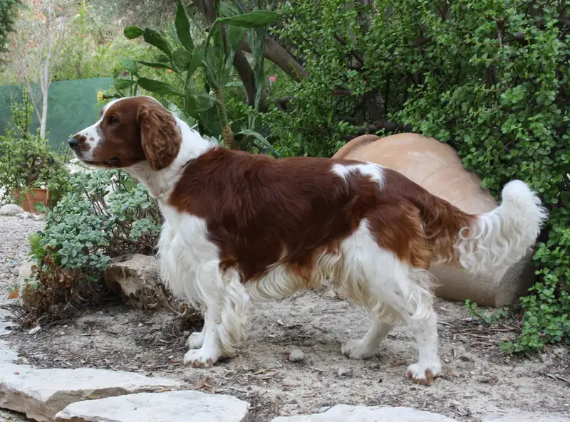 Welsh Springer Spaniel, a 88% match to Belgian Mastiff