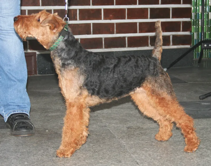 Welsh Terrier - Terrier breed known for being Affectionate and Alert