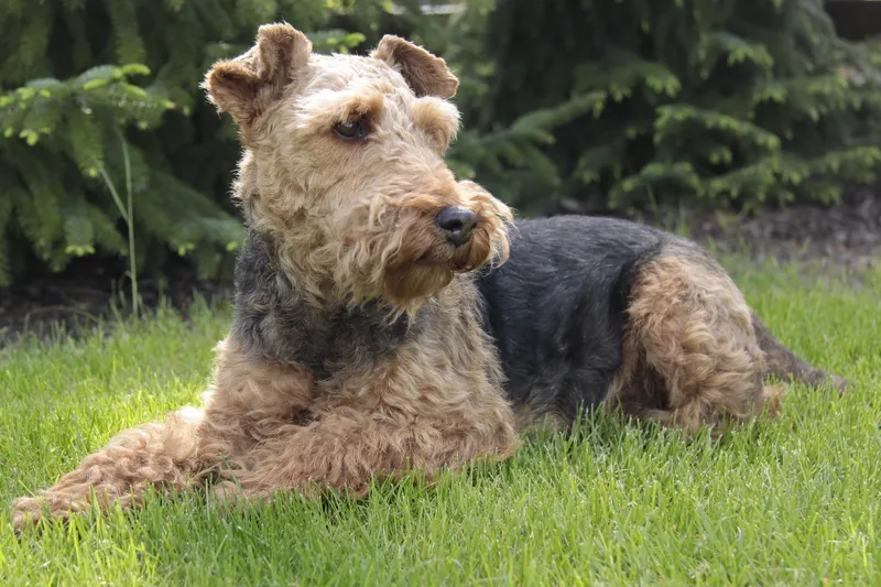 Welsh Terrier full body photo
