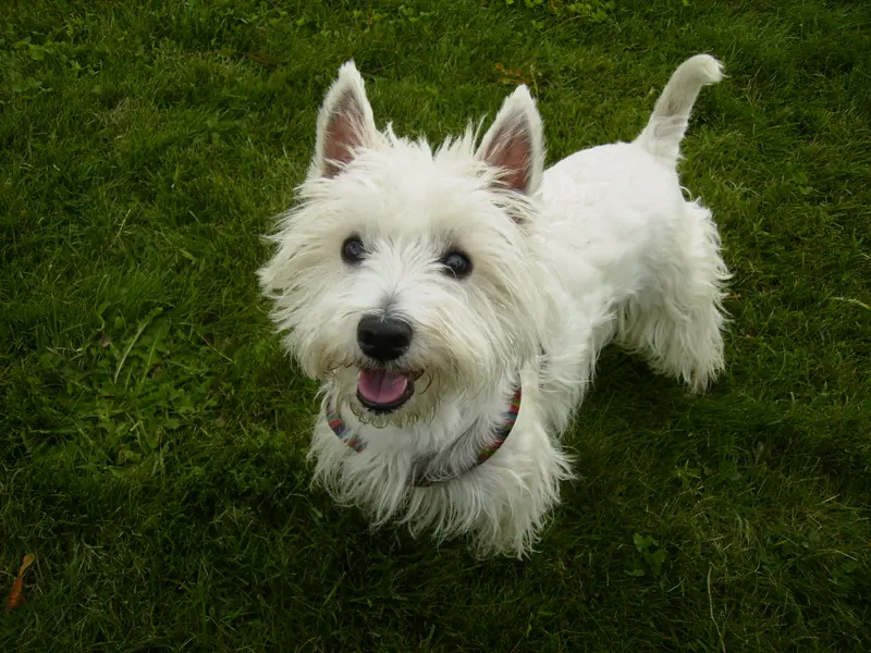 West Highland White Terrier photo thumbnail 3