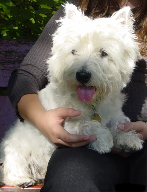 West Highland White Terrier thumbnail 5