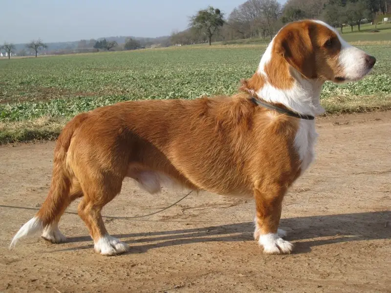 Westphalian Dachsbracke - Dog breed similar to Transylvanian Hound