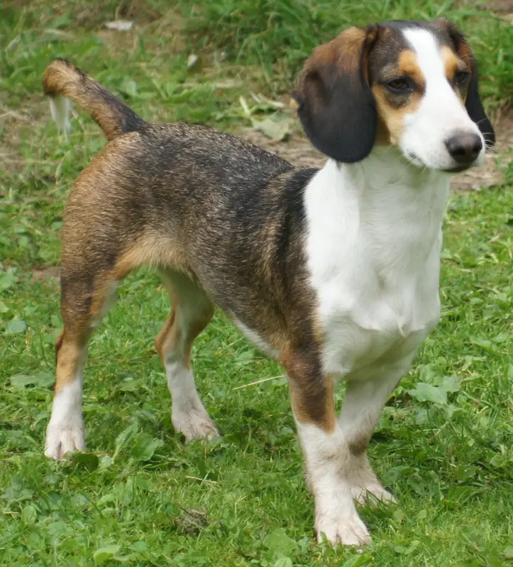 Westphalian Dachsbracke thumbnail 2