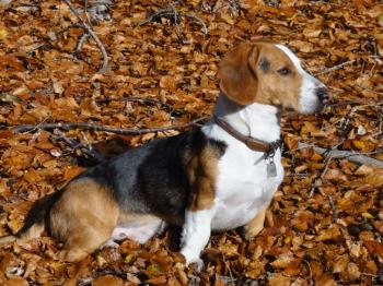 Westphalian Dachsbracke thumbnail 3