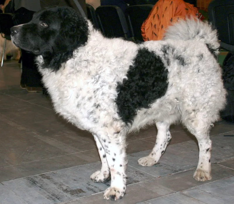 Wetterhoun - Gundog breed known for being Affectionate and Energetic
