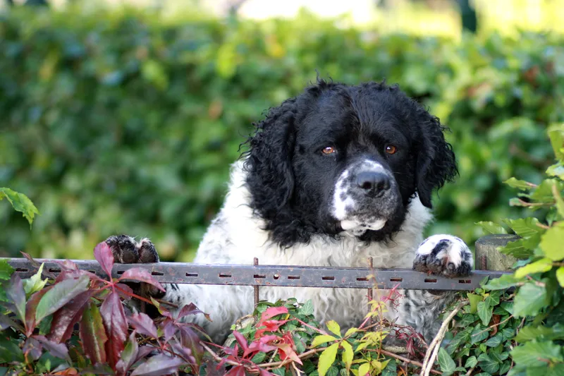 Wetterhoun photo thumbnail 3