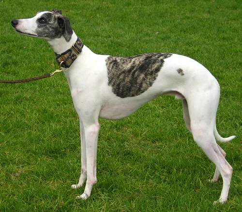 Whippet side profile view