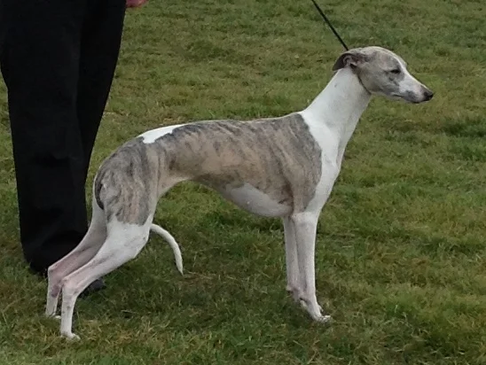 Whippet full body photo