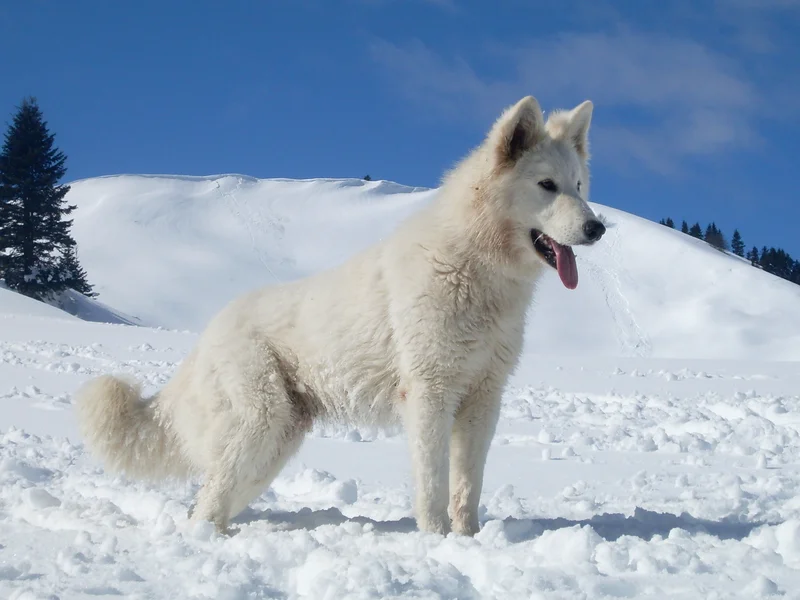White Swiss Shepherd Dog - Dog breed similar to Lancashire Heeler