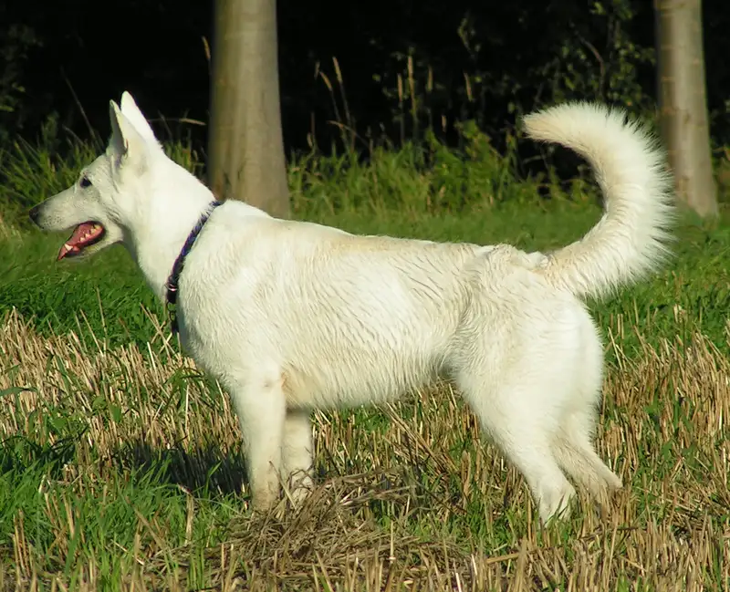 White Swiss Shepherd Dog thumbnail 2