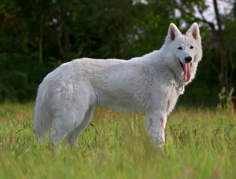 White Swiss Shepherd Dog photo thumbnail 3
