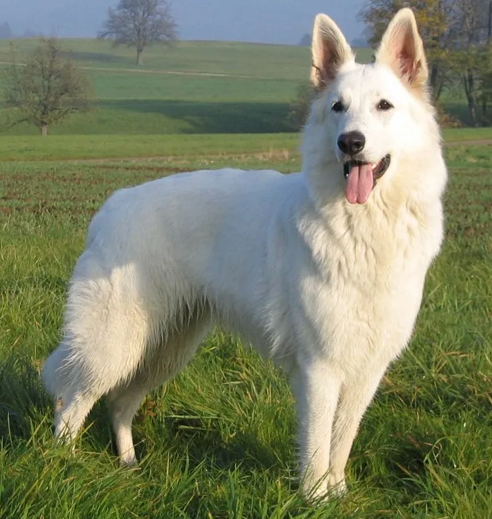 White Swiss Shepherd Dog photo thumbnail 4