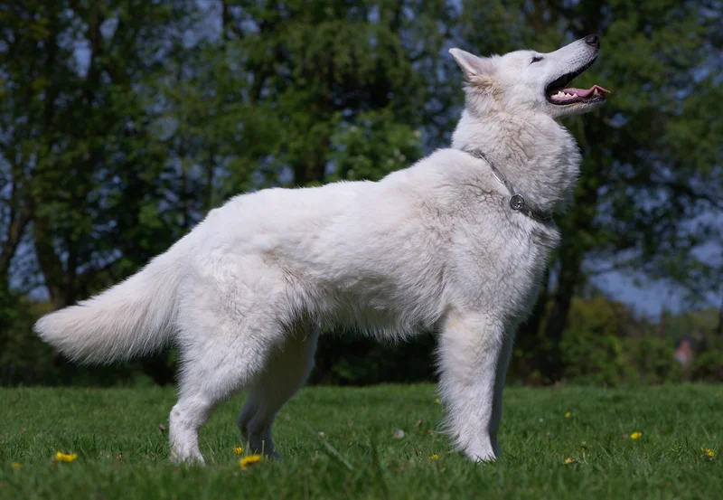 White Swiss Shepherd Dog in a natural setting