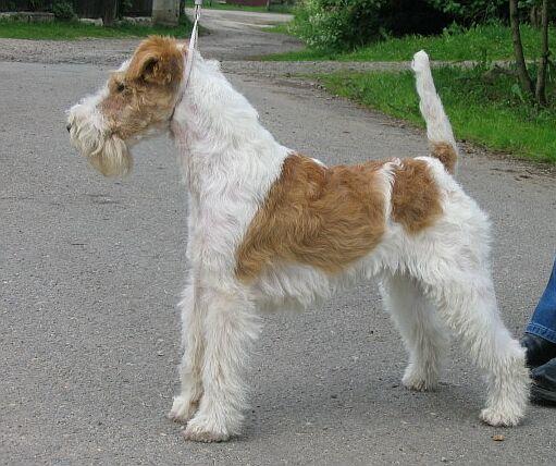 Wire Fox Terrier - Terrier breed known for being Alert and Energetic