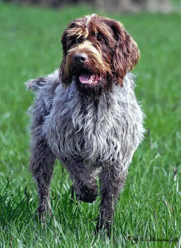 Wirehaired Pointing Griffon - The Wirehaired Pointing Griffon is a medium-sized gundog known for its exceptional hunting skills and friendly nature. Developed by Eduard Korthals, this breed excels in pointing and retrieving, making it a beloved companion for hunters and families alike.