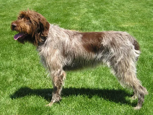 Wirehaired Pointing Griffon - Image 1