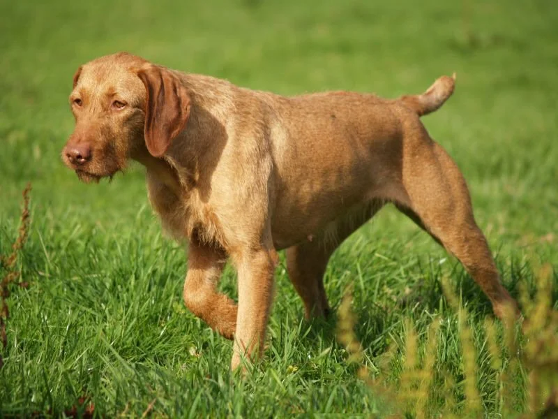 Wirehaired Vizsla - Sporting breed known for being Affectionate and Energetic