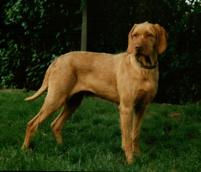 Wirehaired Vizsla side profile view