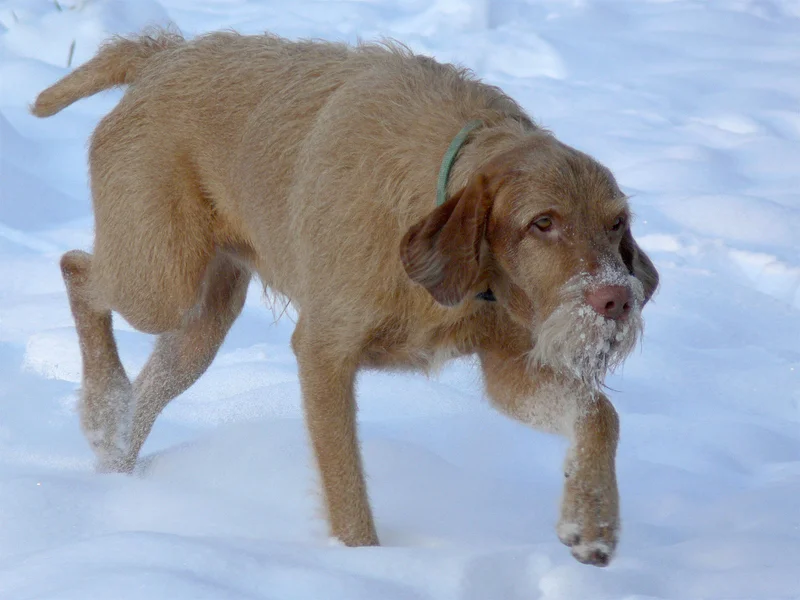 Wirehaired Vizsla photo thumbnail 3