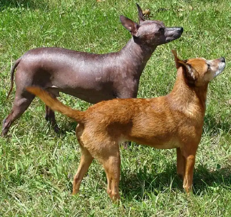 Xoloitzcuintli - Image 2