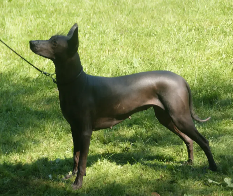 Xoloitzcuintli thumbnail 3
