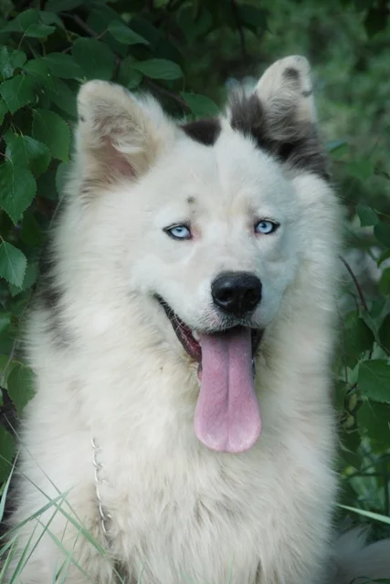 Yakutian Laika - Dog breed similar to Saarloos Wolfdog