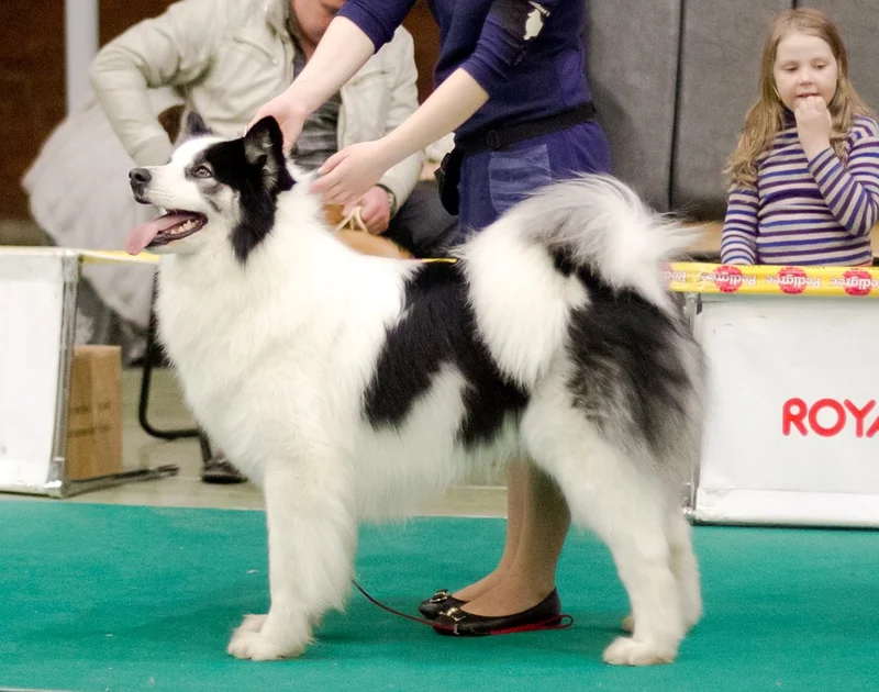 Yakutian Laika photo thumbnail 2