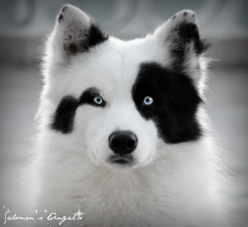 Yakutian Laika close-up photo