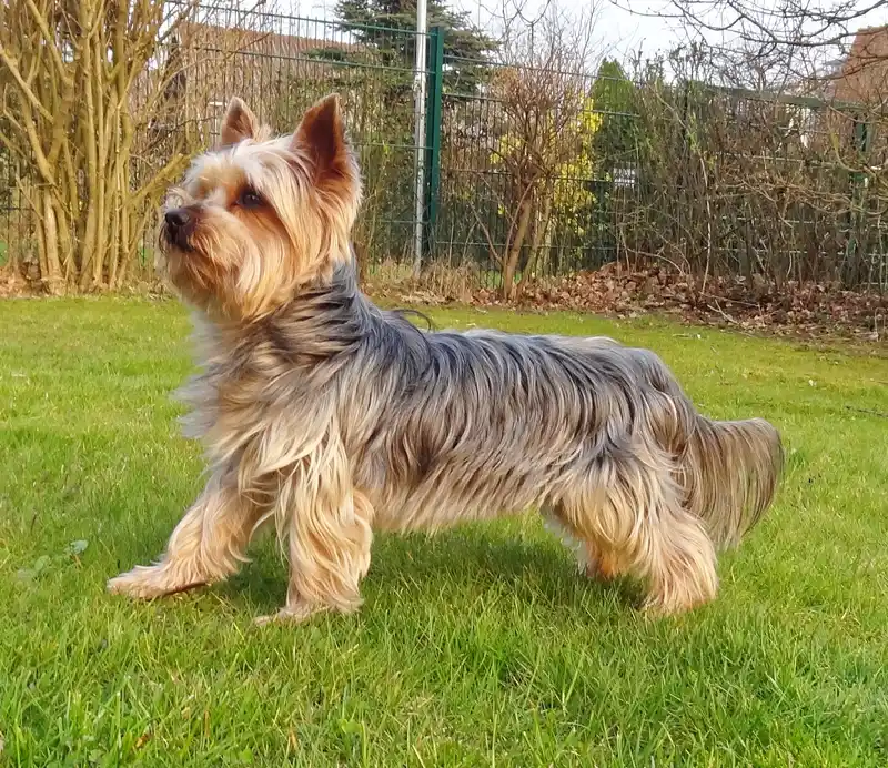 Yorkshire Terrier photo thumbnail 2