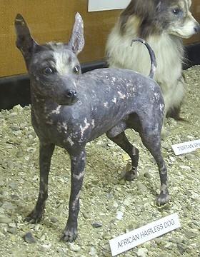 Abyssinian Sand Terrier, a 89% match to Australian Terrier
