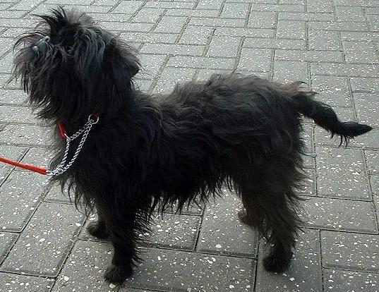 Affenpinscher, a 83% match to Toy Manchester Terrier