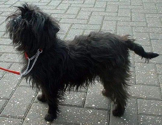 Affenpinscher - Toy breed, Bold and Inquisitive