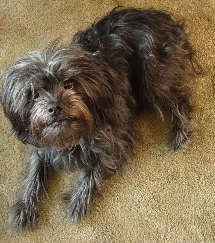 Affenpinscher photo thumbnail 2