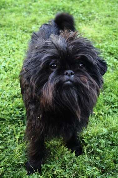Affenpinscher photo thumbnail 3
