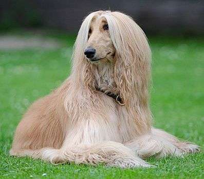 Afghan Hound photo thumbnail 1