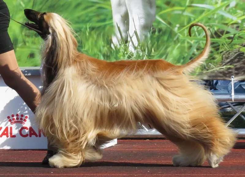 Afghan Hound photo thumbnail 3