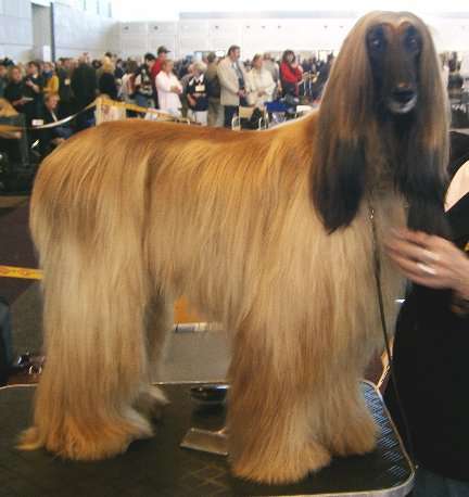 Afghan Hound photo thumbnail 6