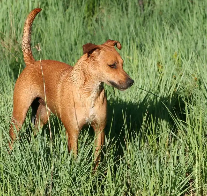 Africanis - Hound breed, Adaptable and Affectionate